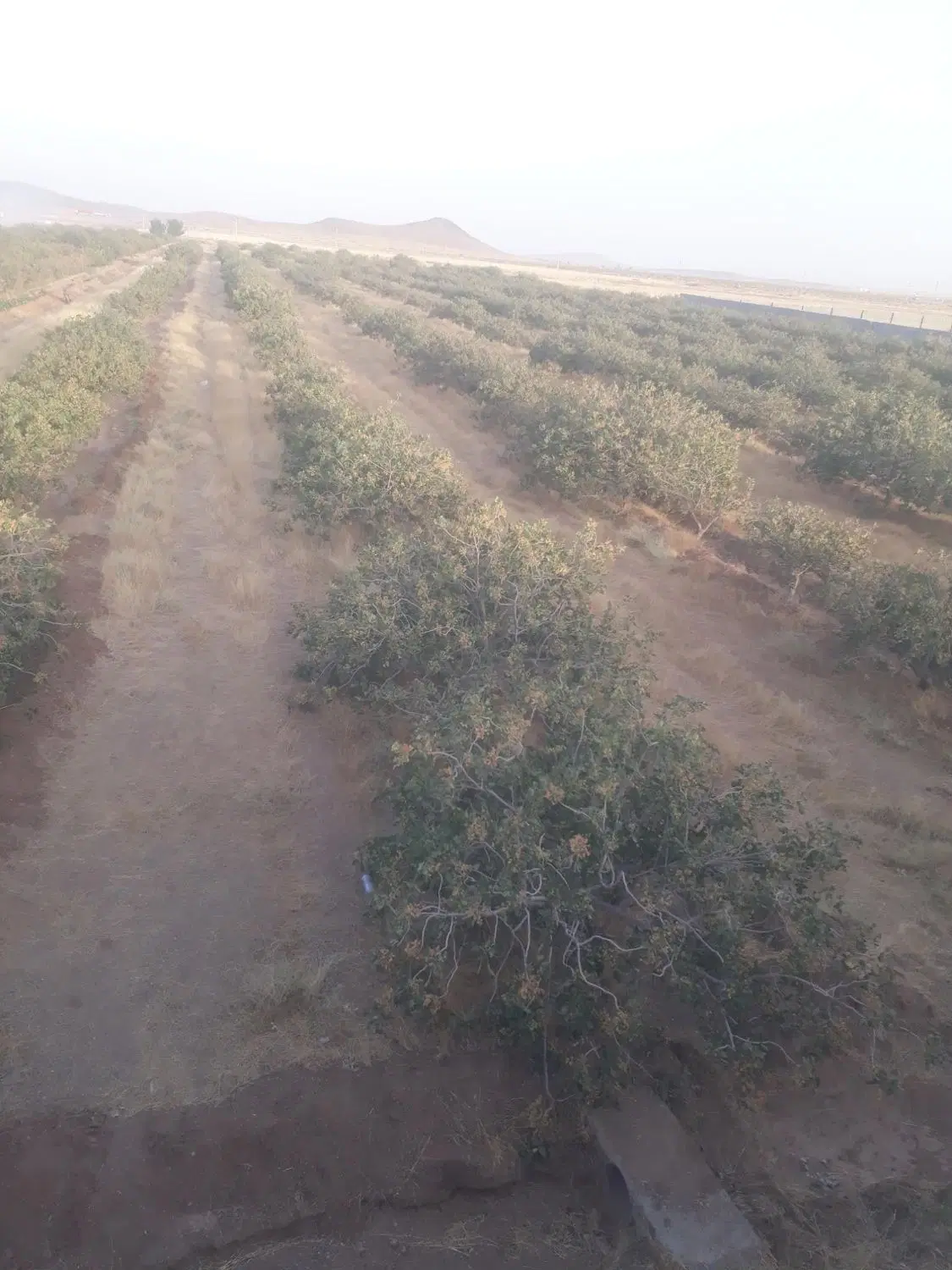 فروش باغ پسته