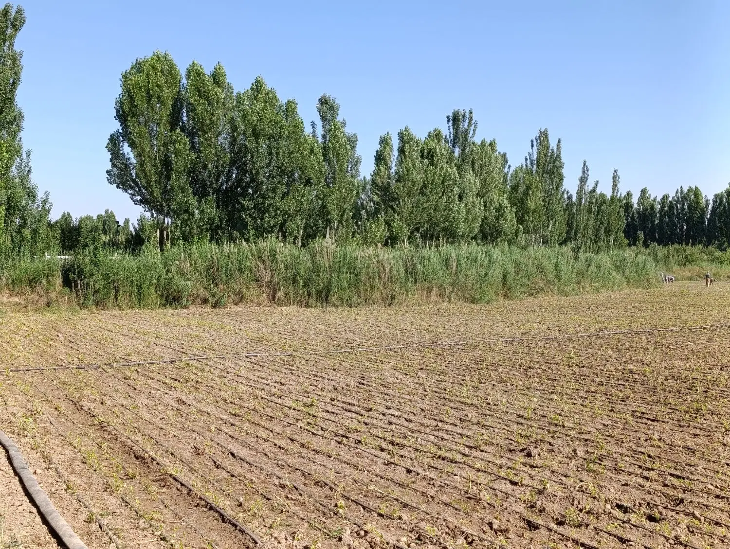 زمین کشاورزی