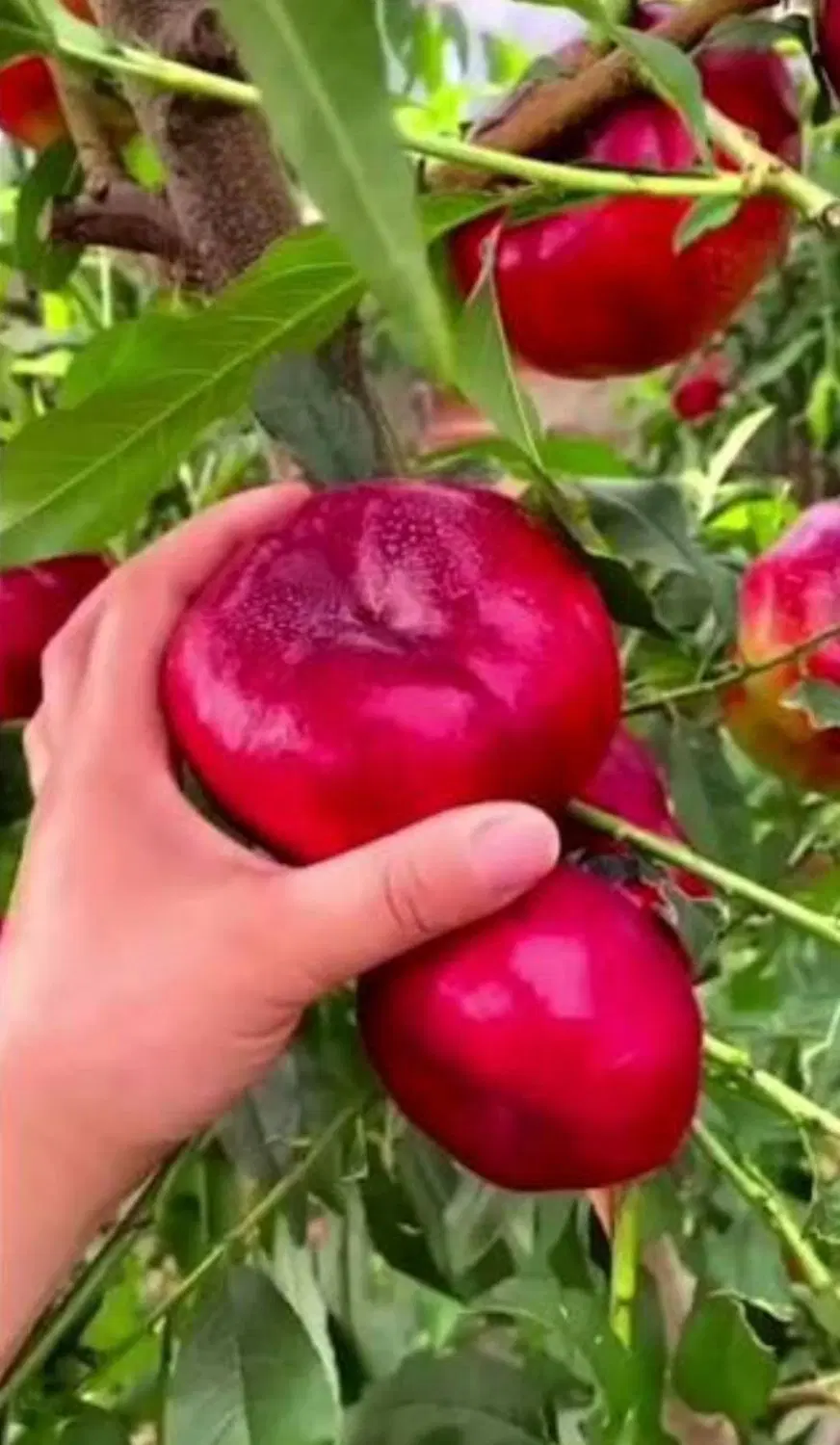 باغچه