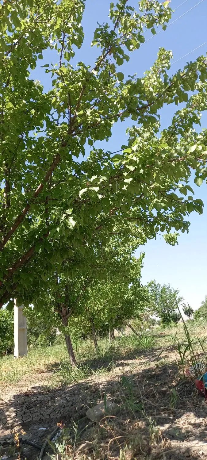۵۰۰۰ متر باغ با چاه آب ودرختان ۶ساله