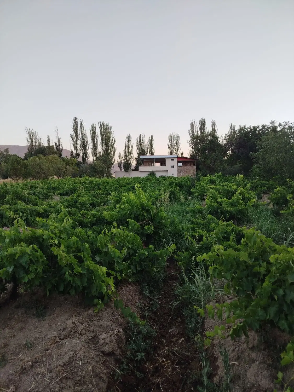 باغ انگور 770 متر شهرستانک