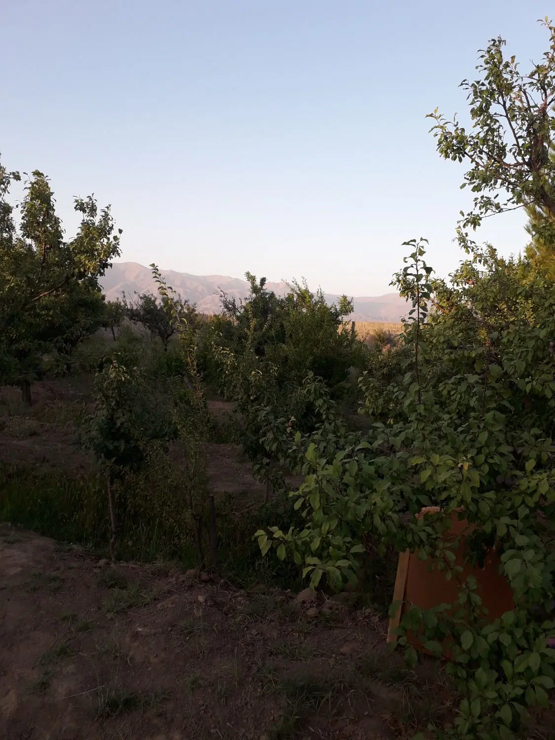زمین مناسب مسکونی باغ ویلا