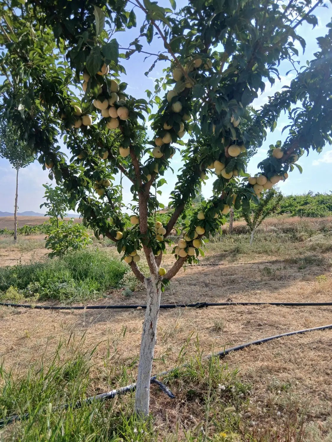 باغ ویلا کلنگی