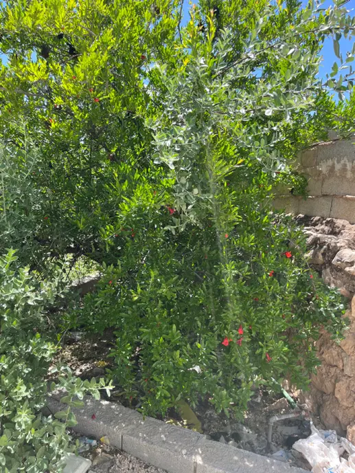 خانه باغ دنج و دلباز وباصفا