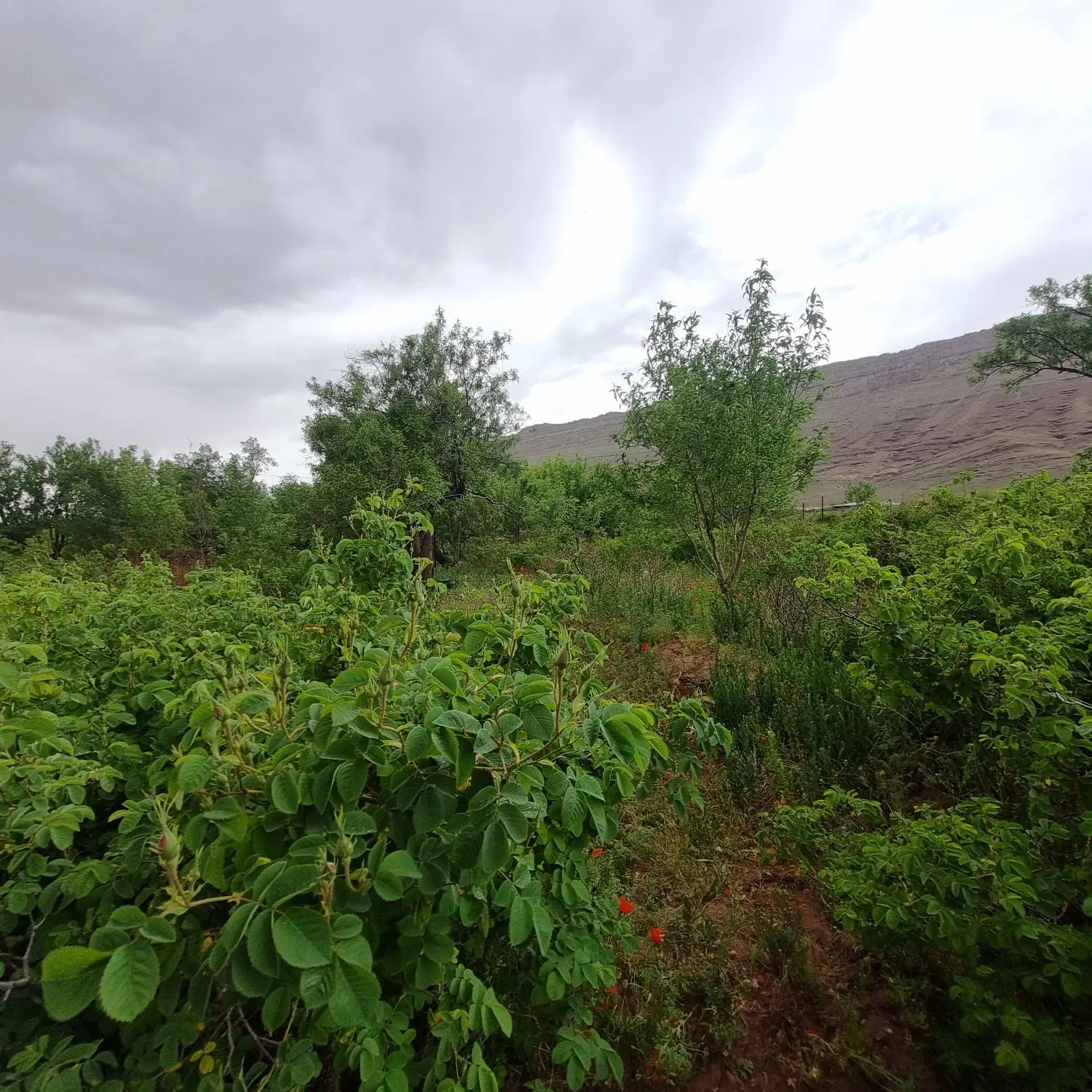 باغ شخصی در مزرعه قناتی در نراق