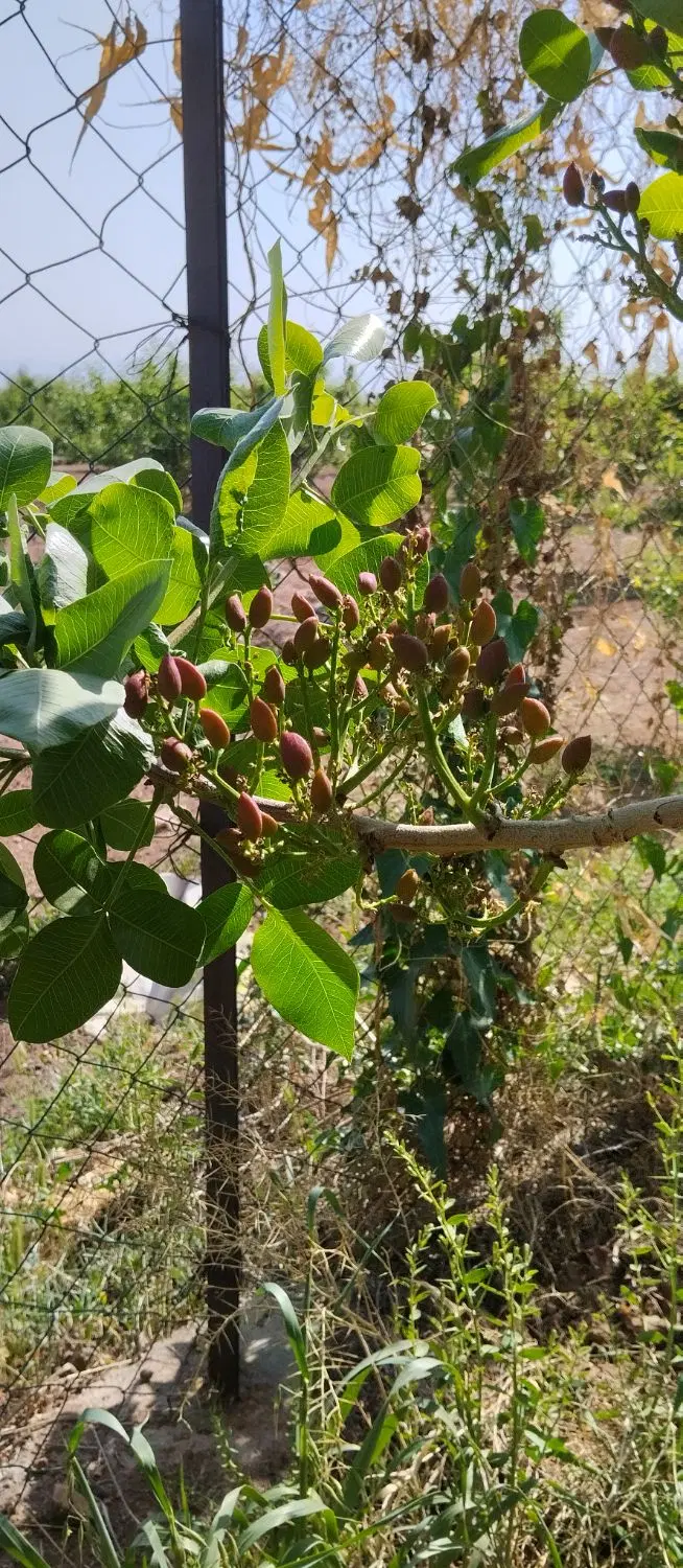 خانه باغ