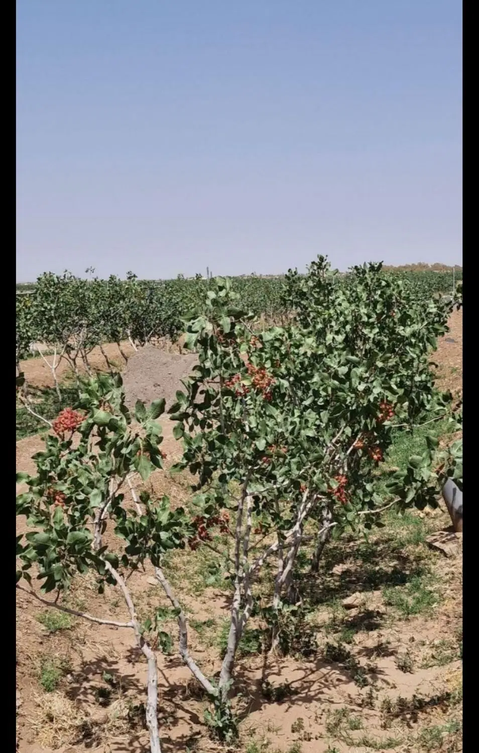 باغ پسته