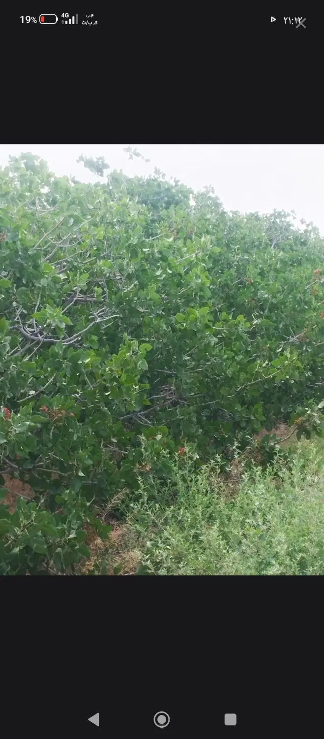 باغ پسته احمد آقایی