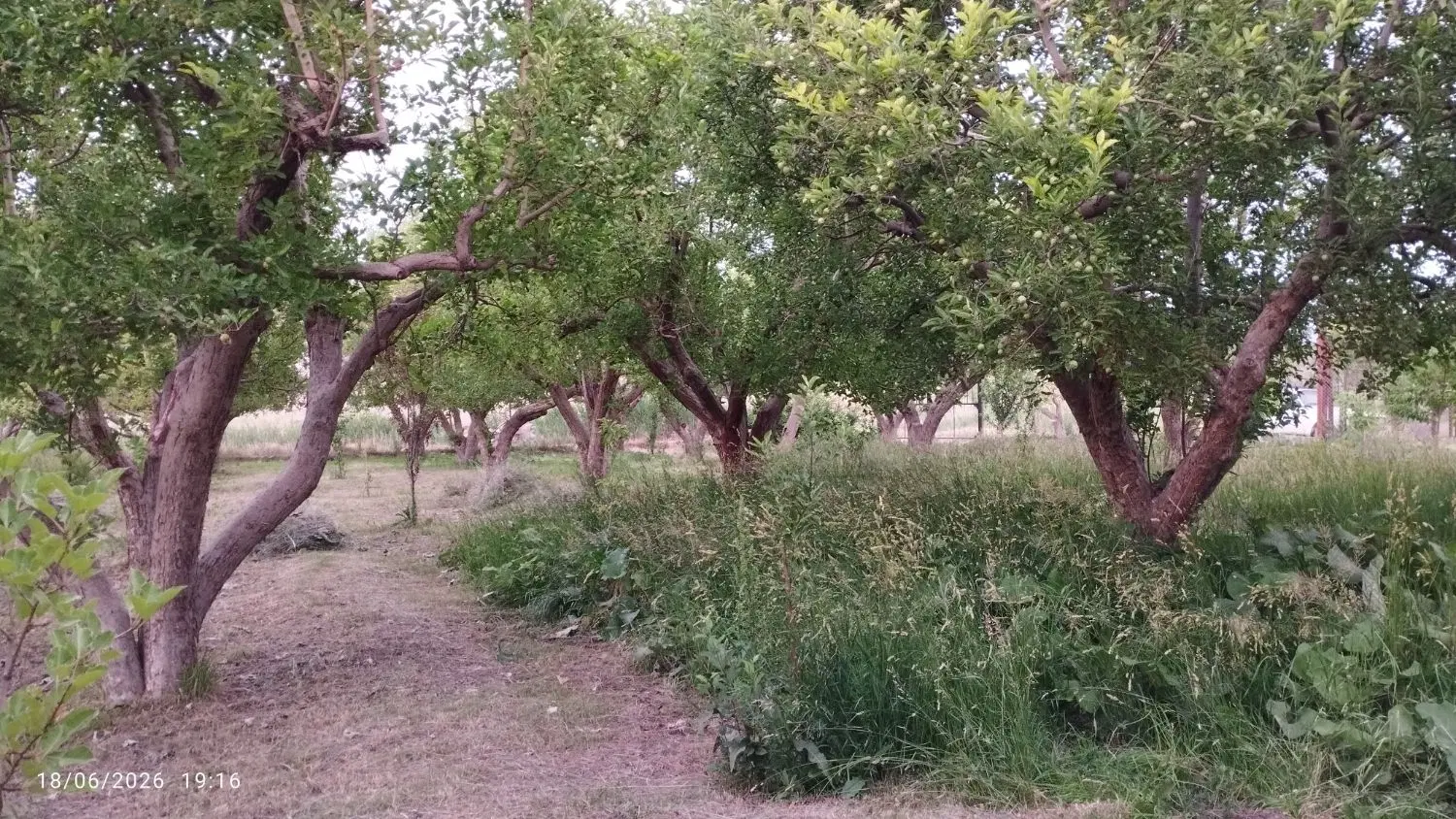 باغ سیب سایان