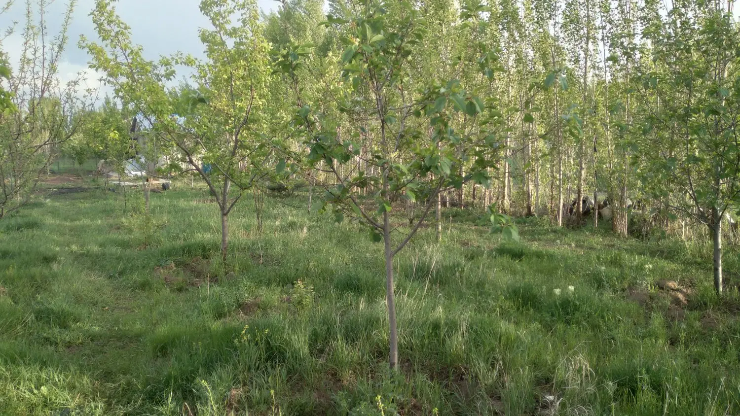 زمین ۳۰۰ متری باغ درآخر گل مغان