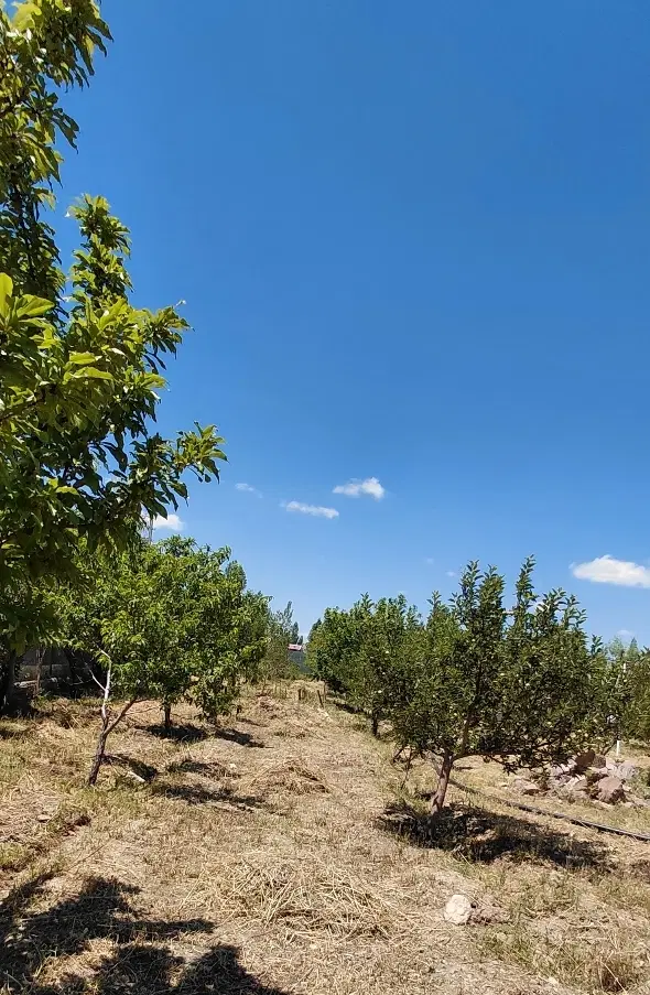 فروش باغ تا متراژ  ۵۰۰. ۶۰۰ متر در ینگی اسپیران