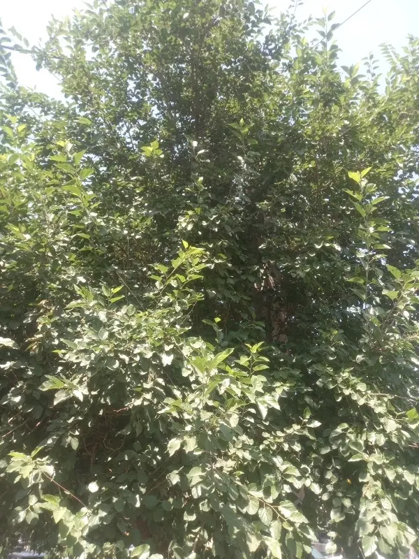 باغ ویلا ۵۰۰متری
