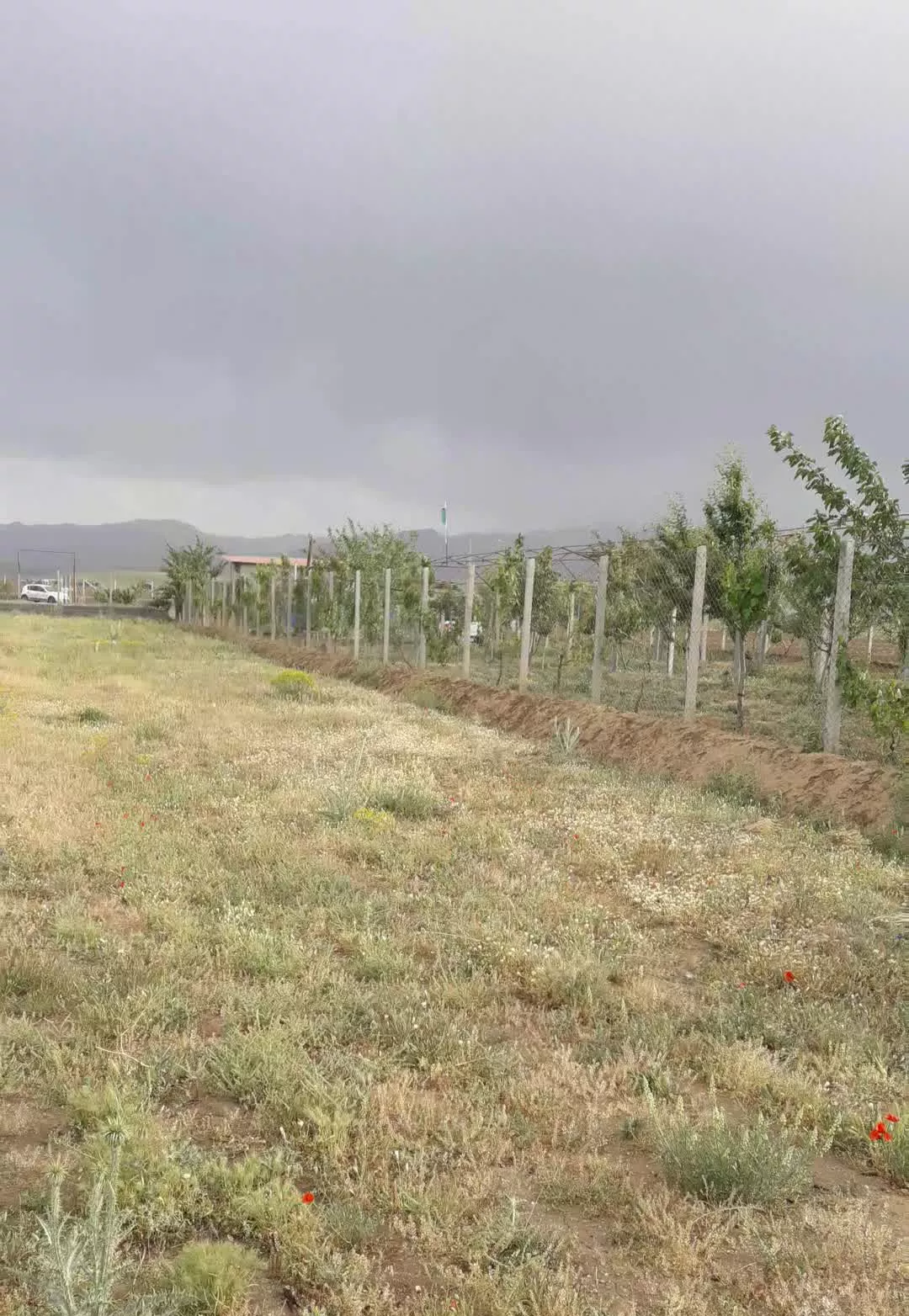 زمین باغی کشاورزی شورین