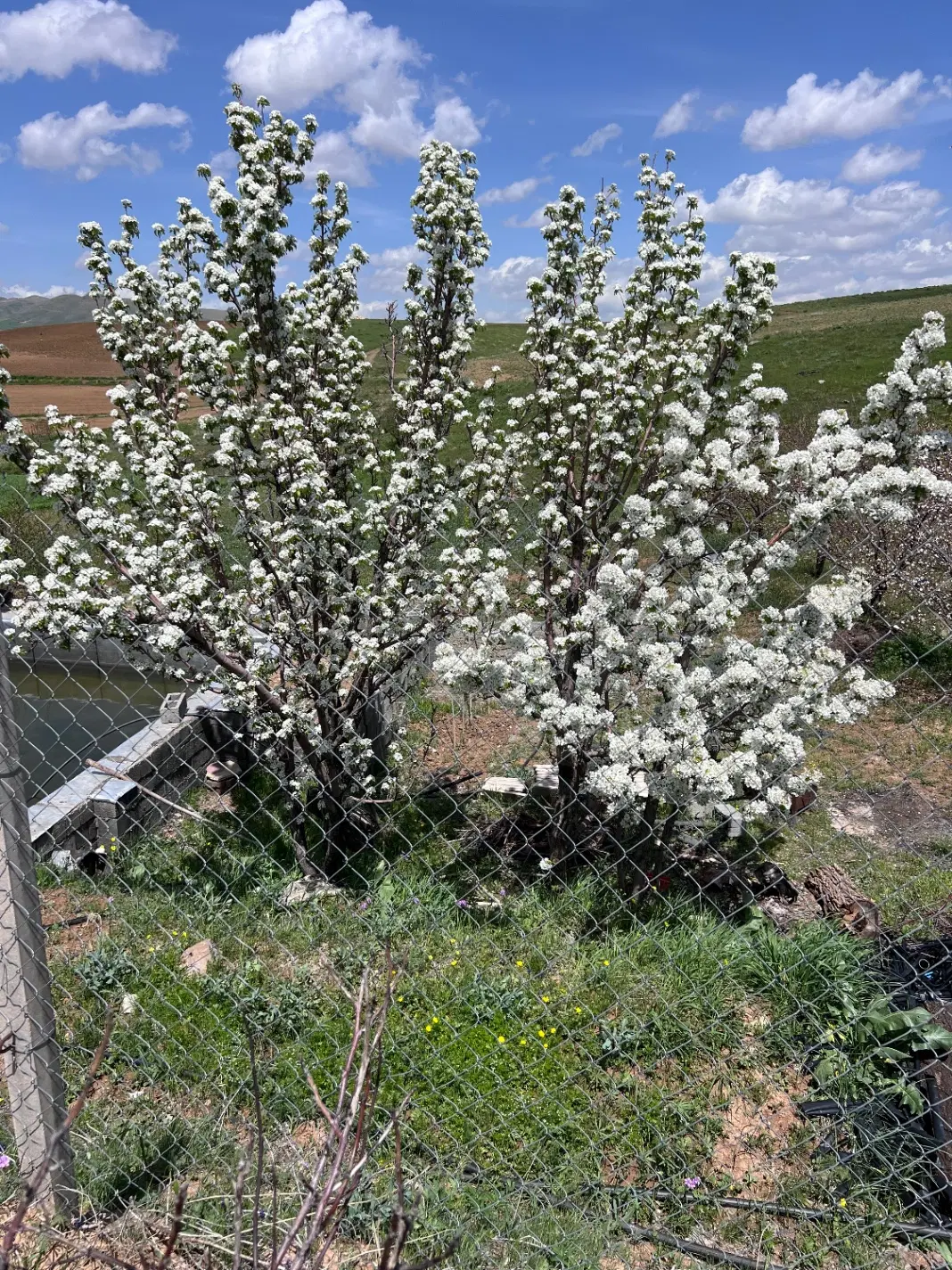 زمین ۱تیکه  بین خید و هیجانان