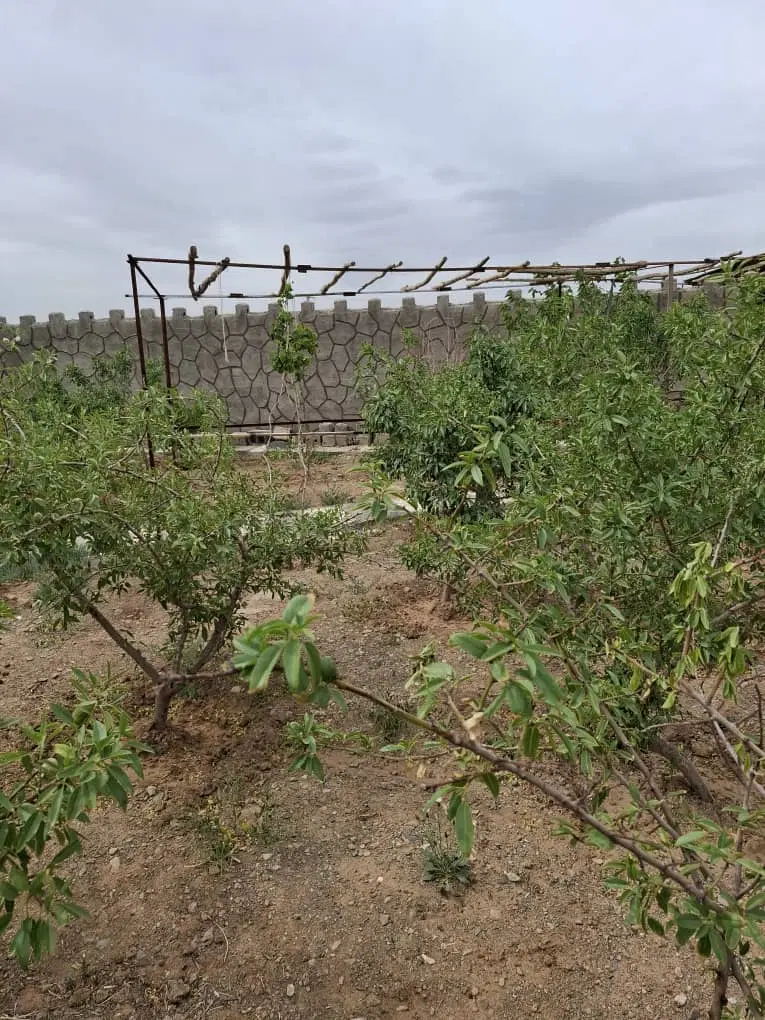 باغ حاجی آباد