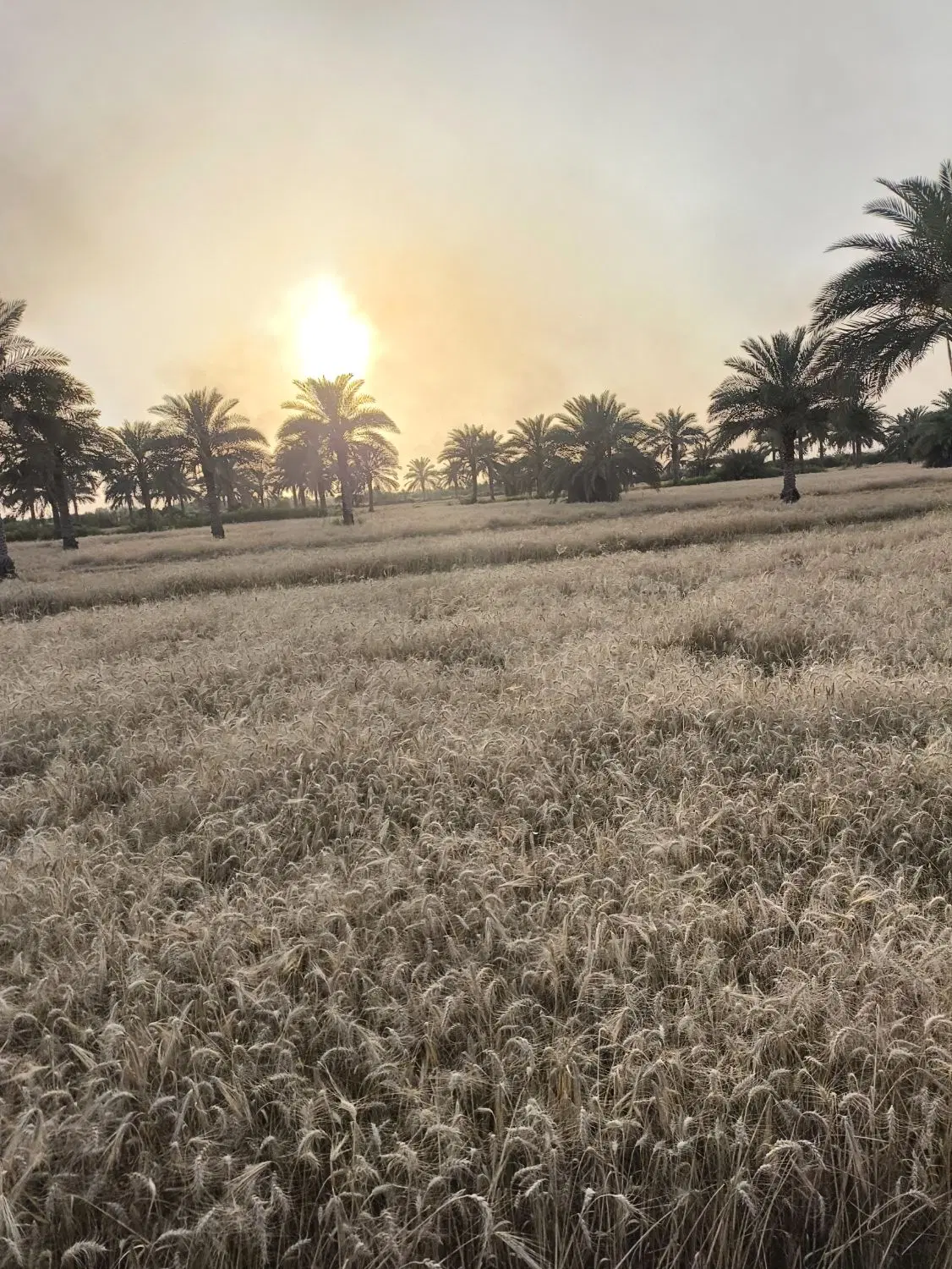 نیاز منده زمین کشاورزی اجاره