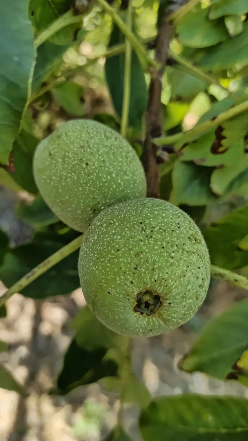 اجاره گردو