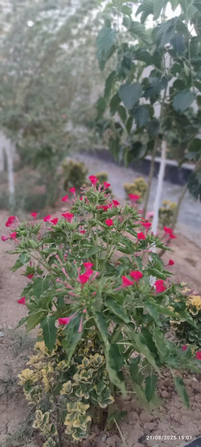 باغ ویلا