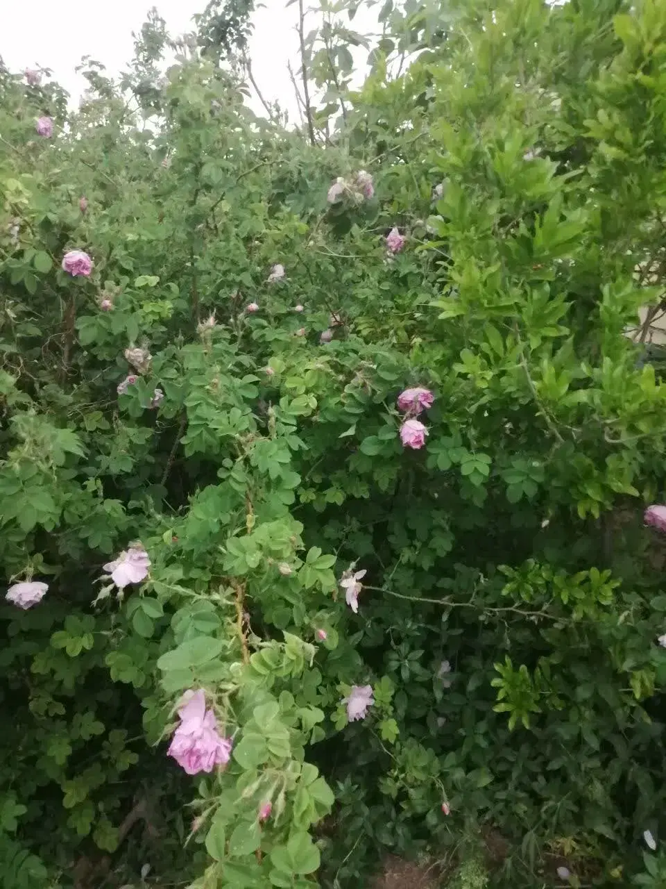 باغ خلج اباد