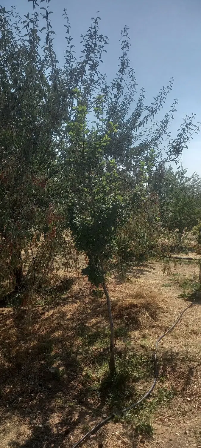 باغ ۱۰۰۰ متری جاده تبریز