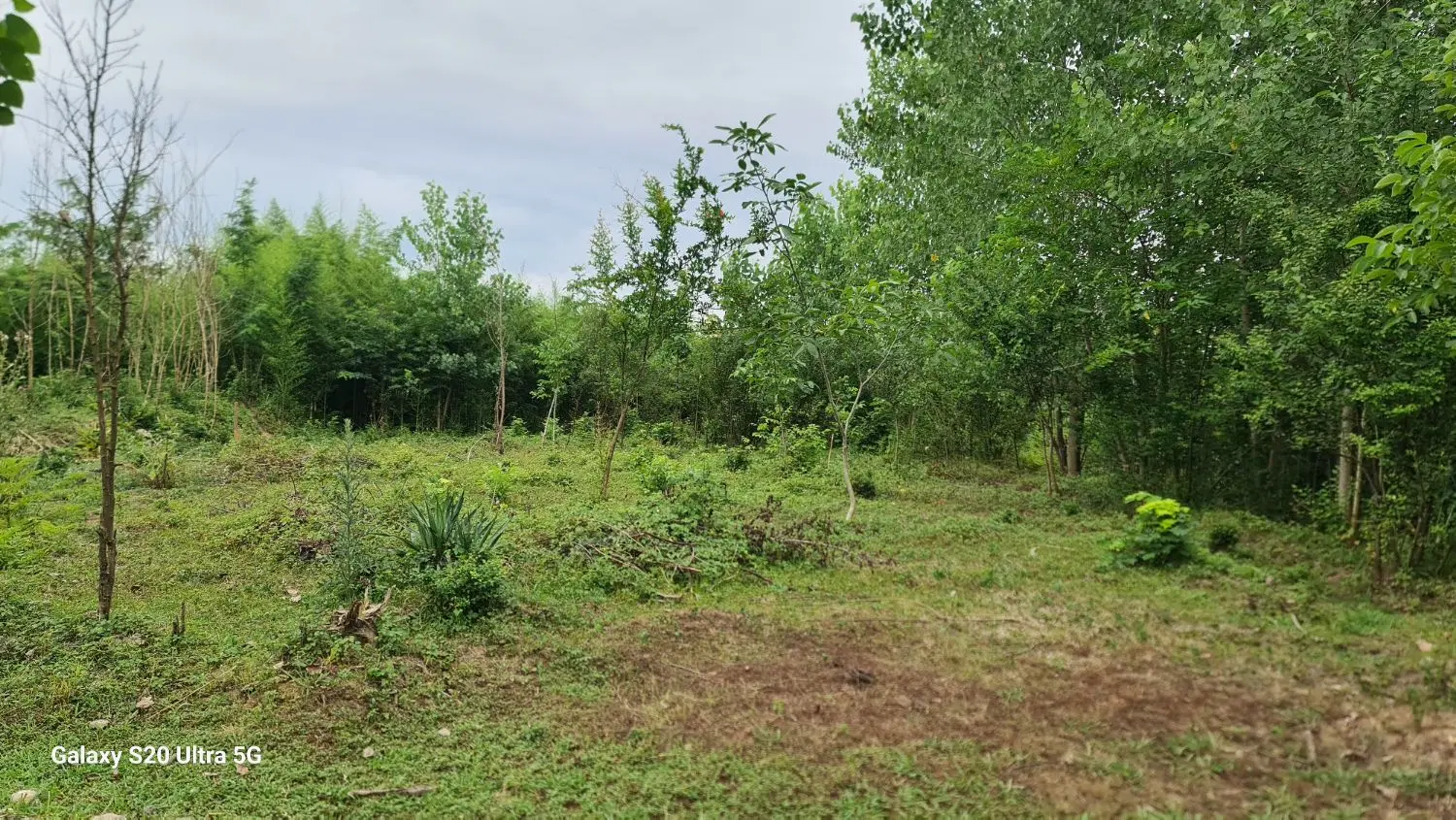 زمین ۱۰۰۰ متری دور دیوار رشت