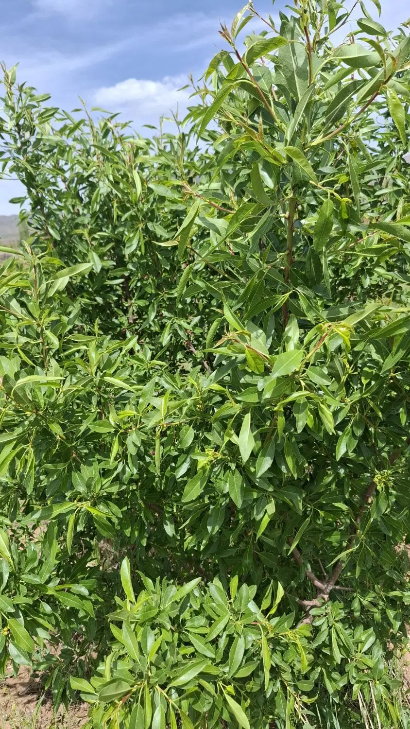 فروش زمین باانواع درختان میوه وآب چاه عمیق 8اینچی