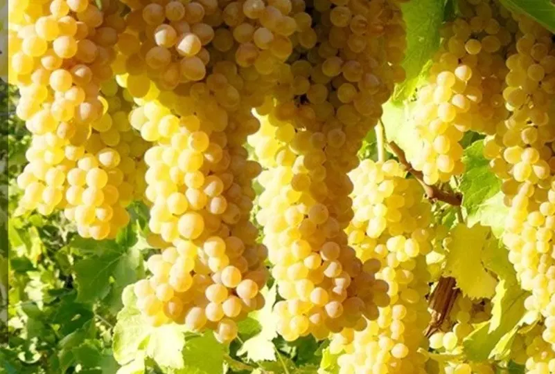 اجاره باغ انگور سفید