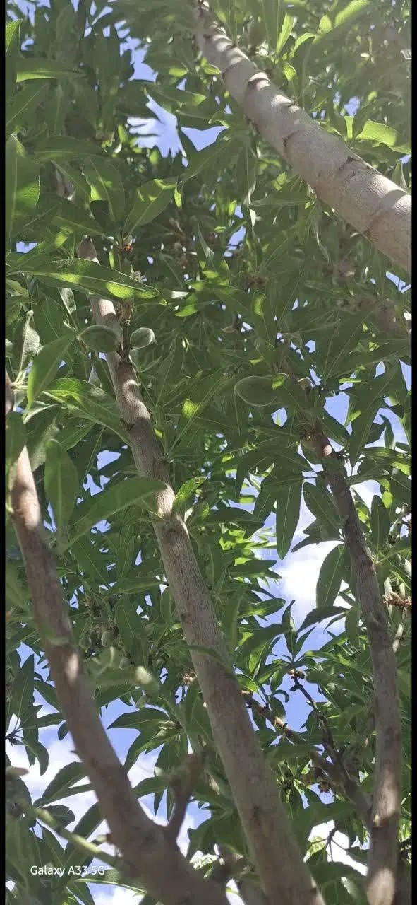 خانه باغ ضامنجان