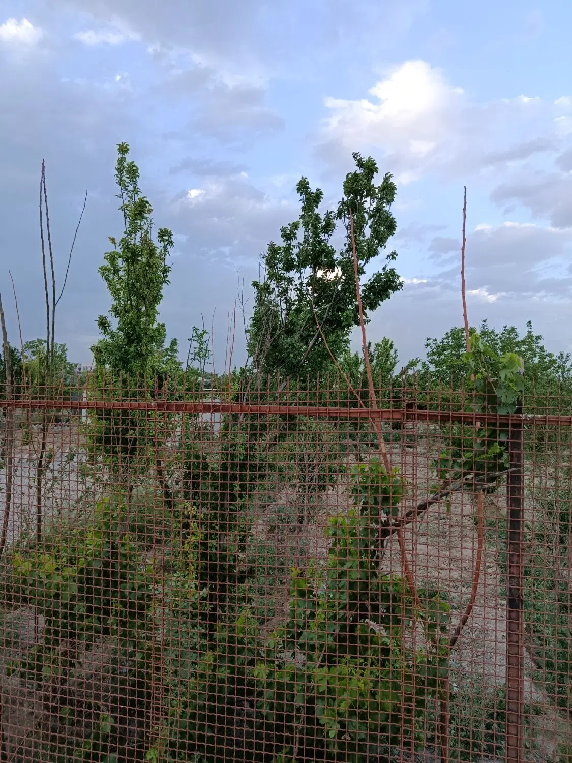 ۳۰۰متر زمین مجوز فنس