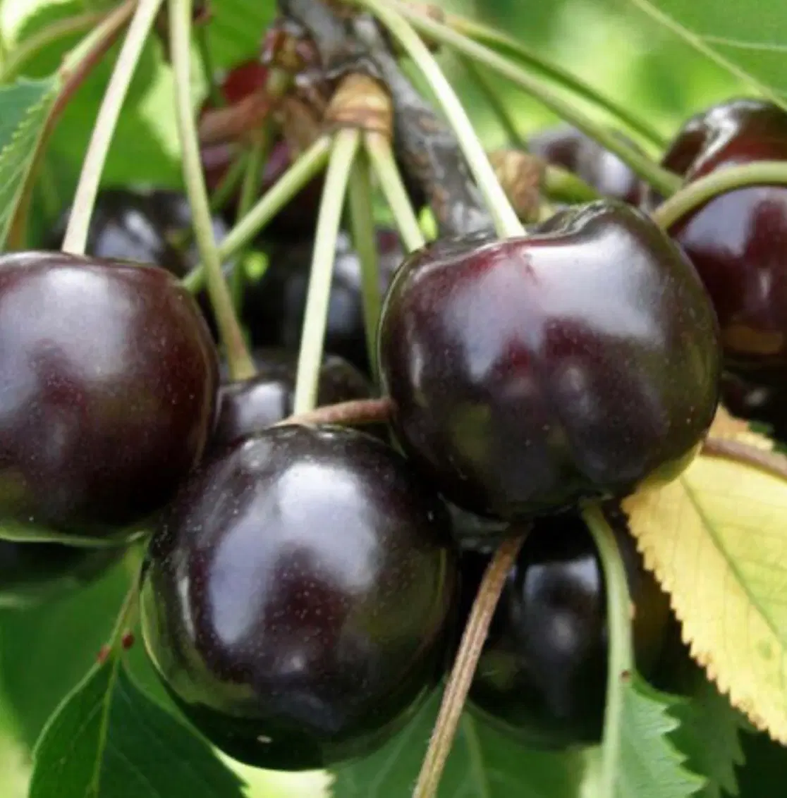 زمین،باغ