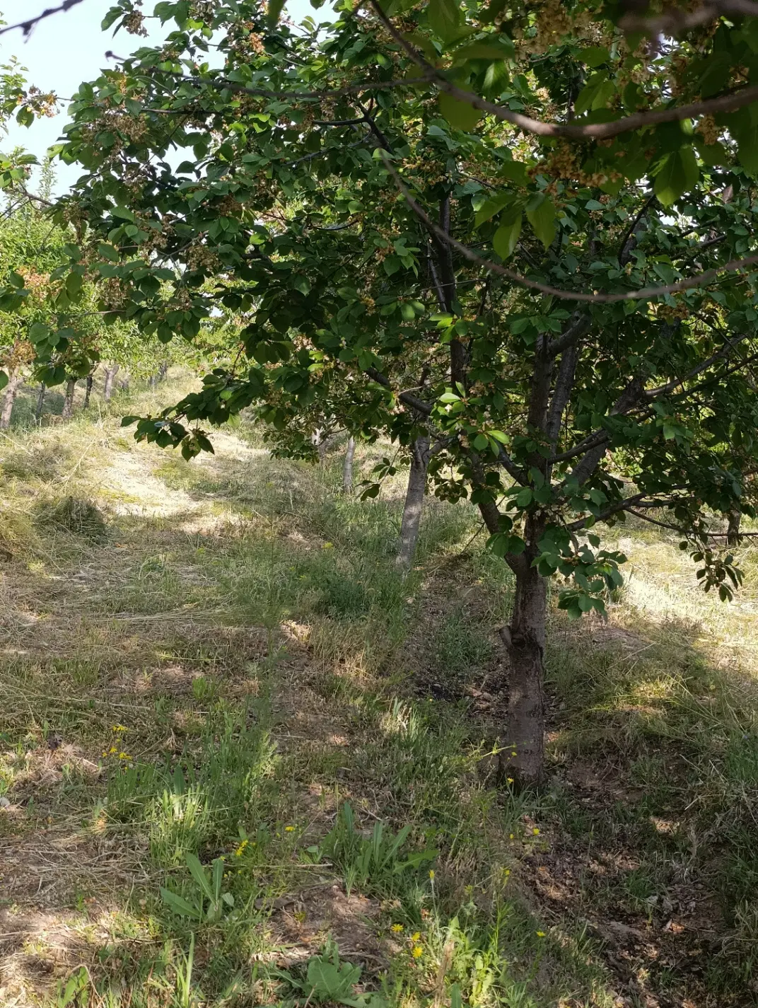 باغ ویلایی
