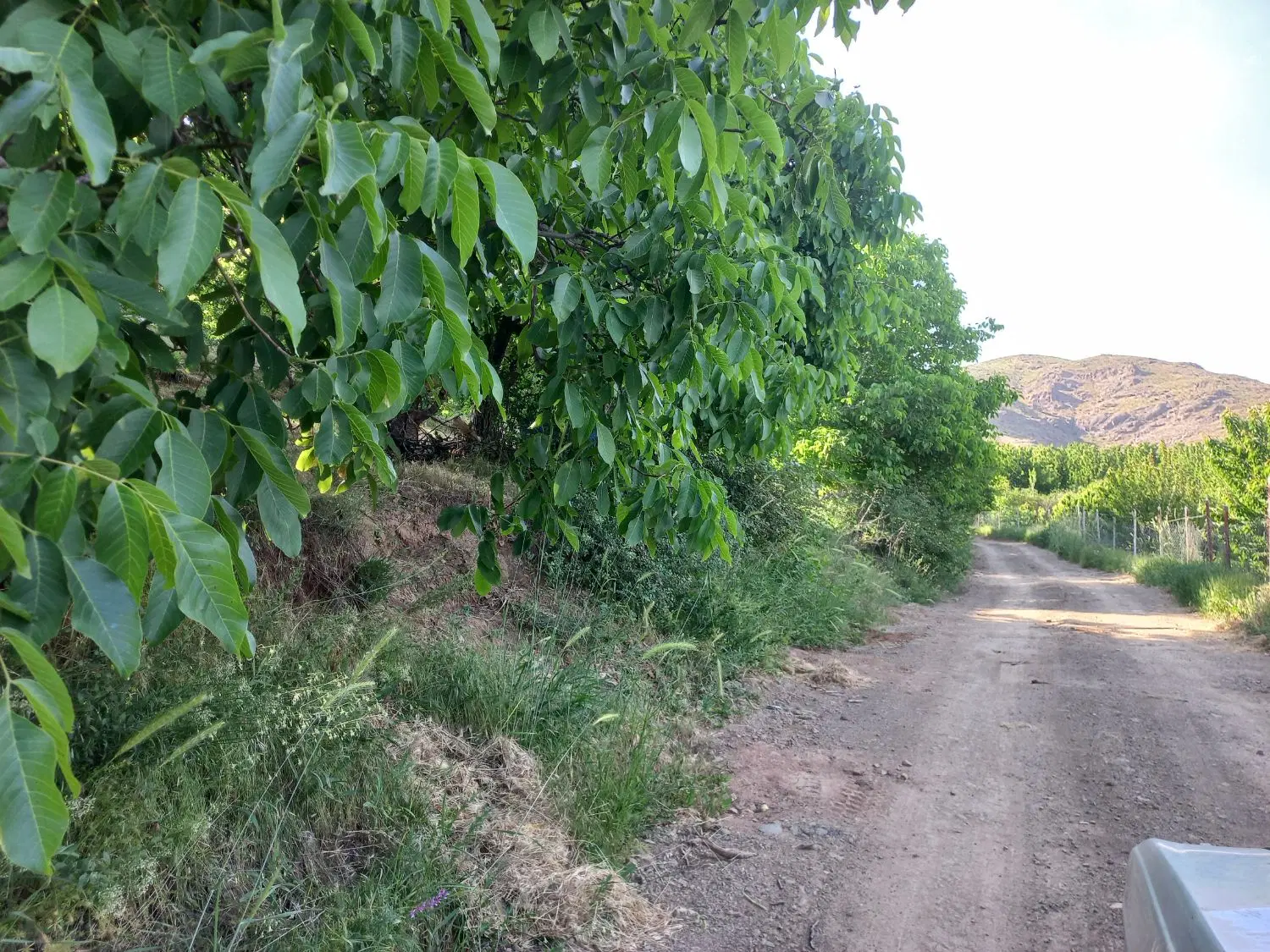 زمین باغ ویلا باغچه