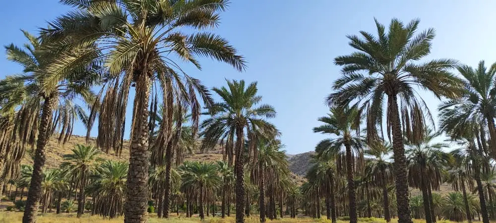 فروش باغ نخلی
