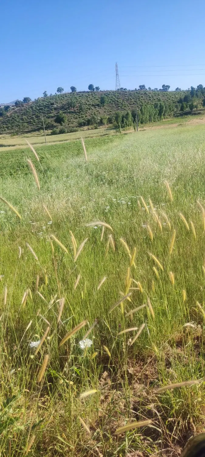 زمین کشاورزی بالک