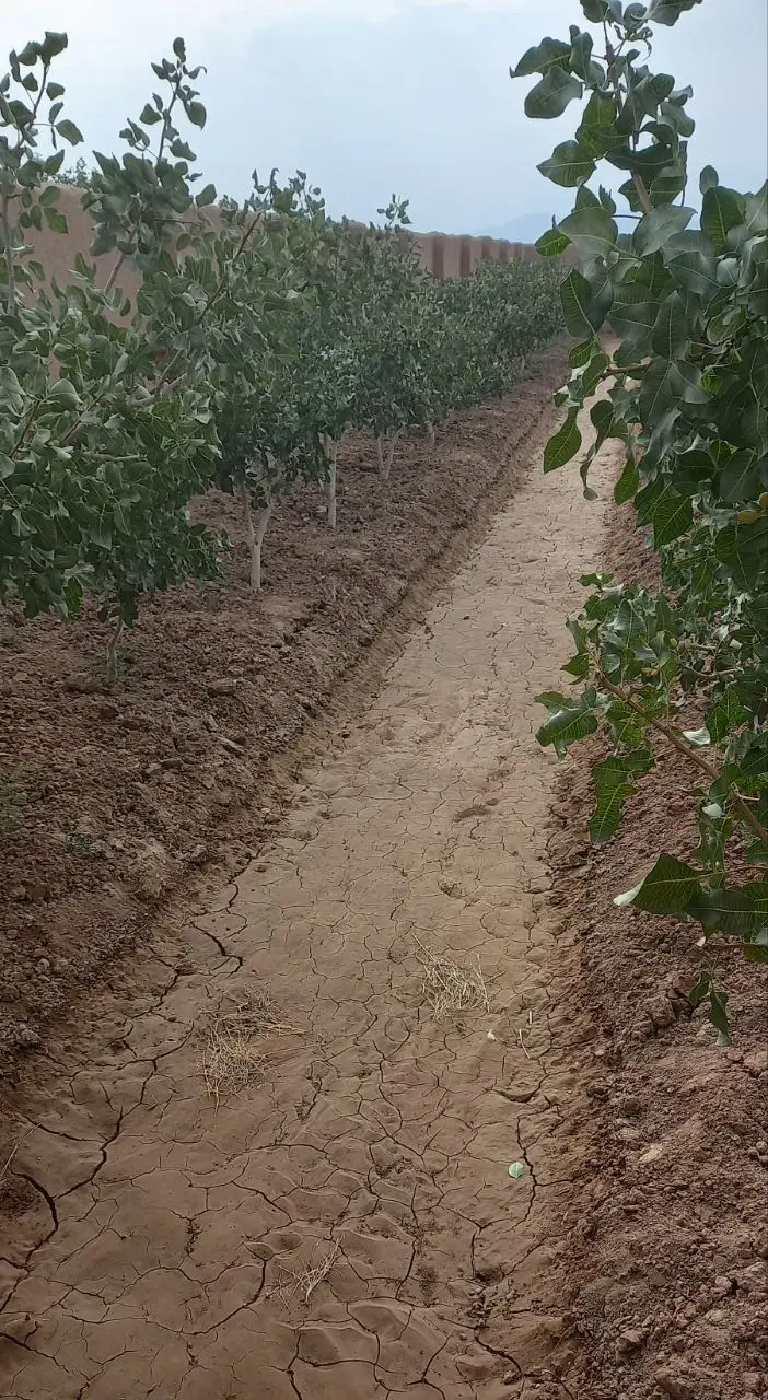 فروش باغ پسته درروستای اعلا