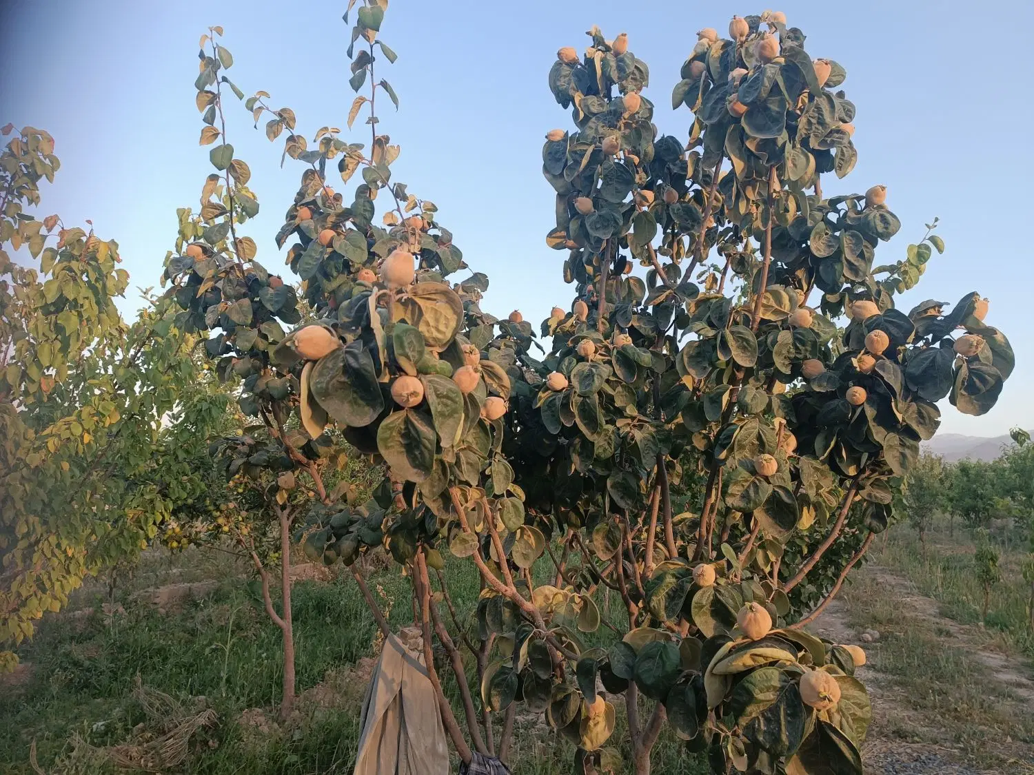 باغ میوه