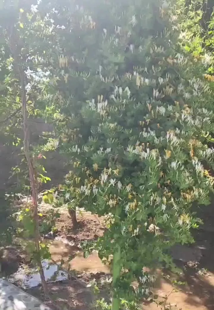 فروش باغ ویلادر منطقه جوزدان