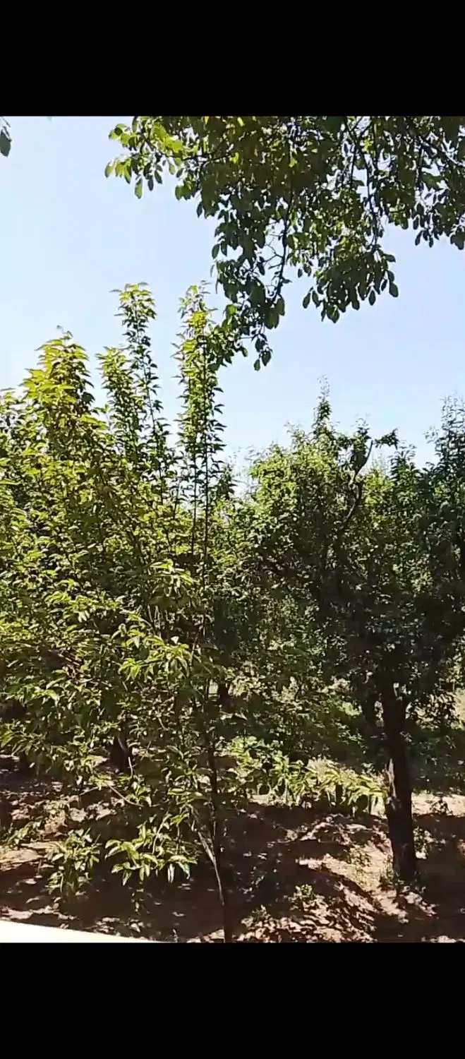 اجاره دائم خونه باغ مبله