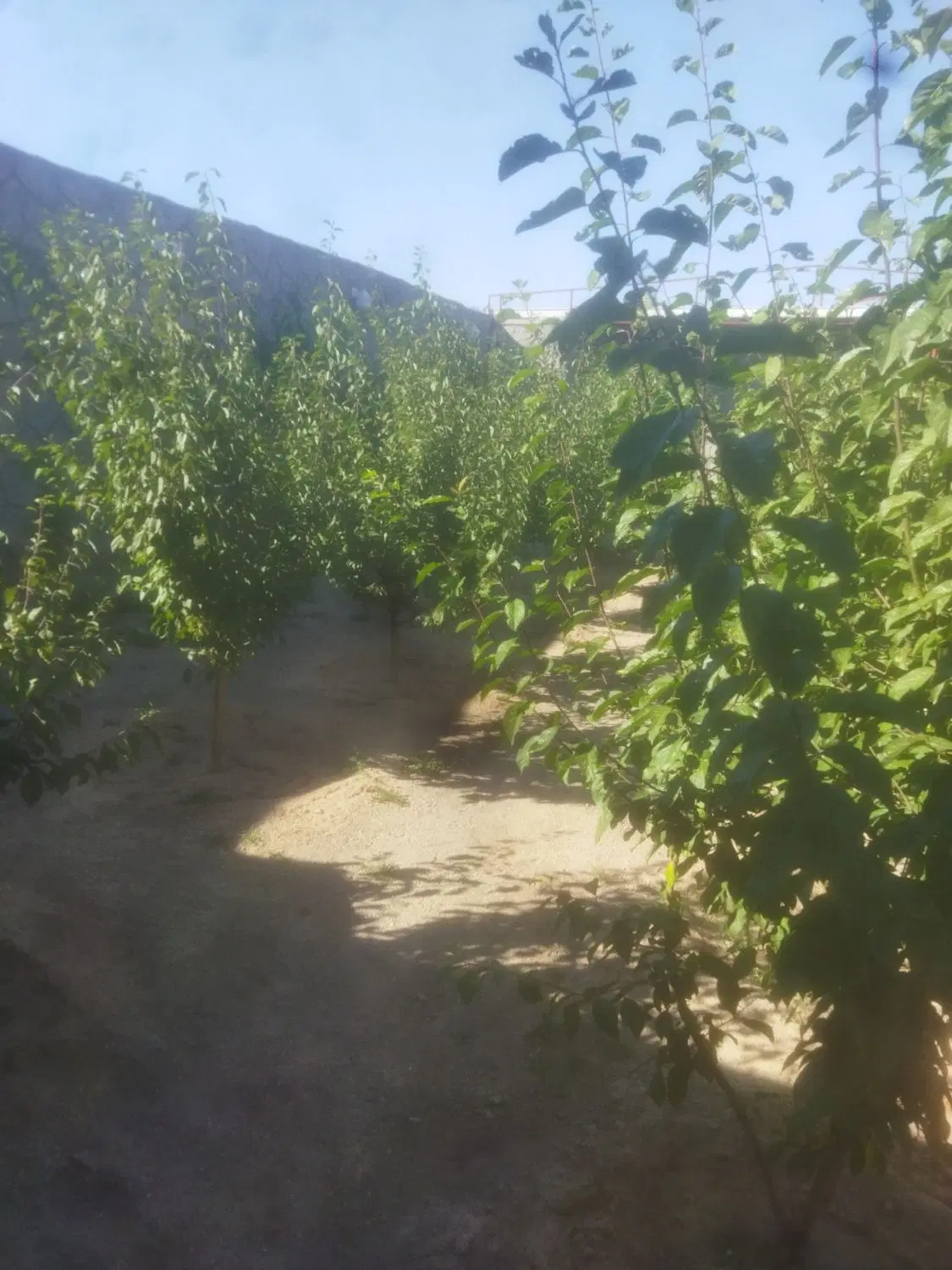 باغچه ای نقلی