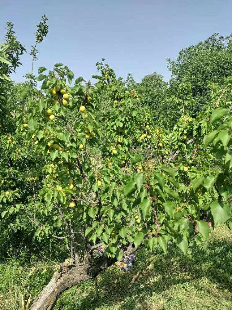 ویلا فروشی فوری زیر قیمت در روستای گردشگری کلهرو د
