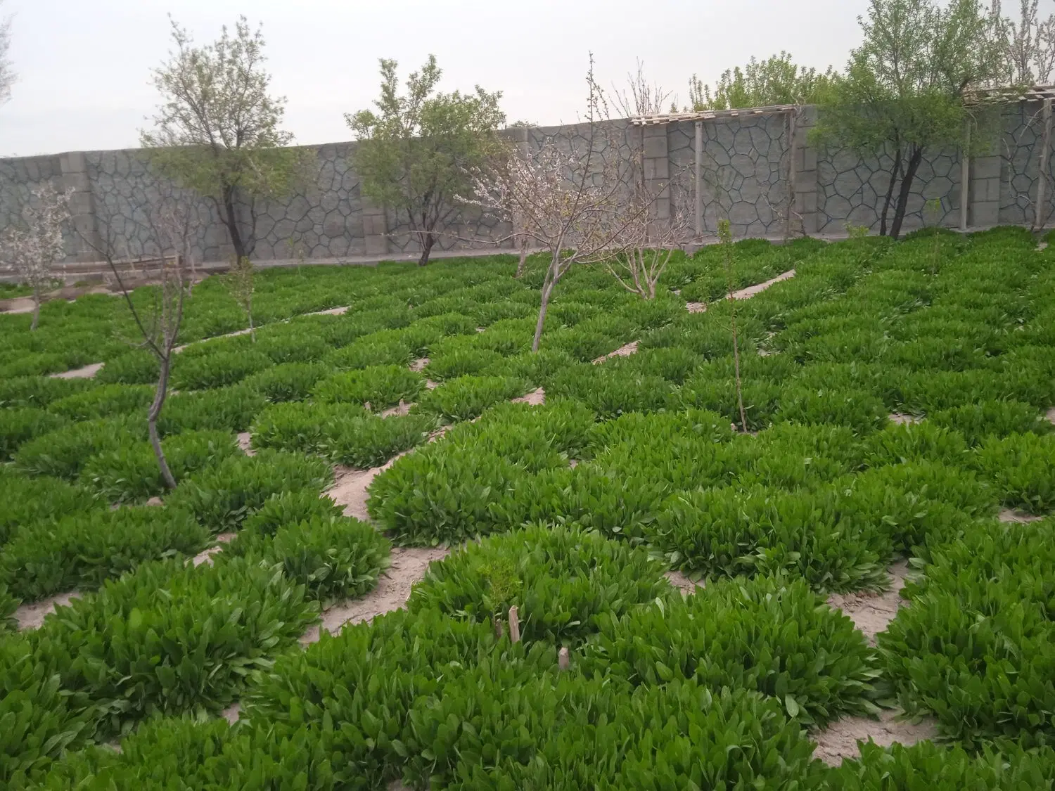 باغ چهار دیواری در قراملک