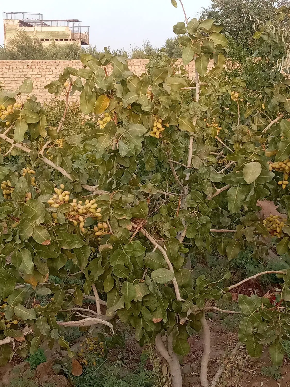 زمین کلنگی