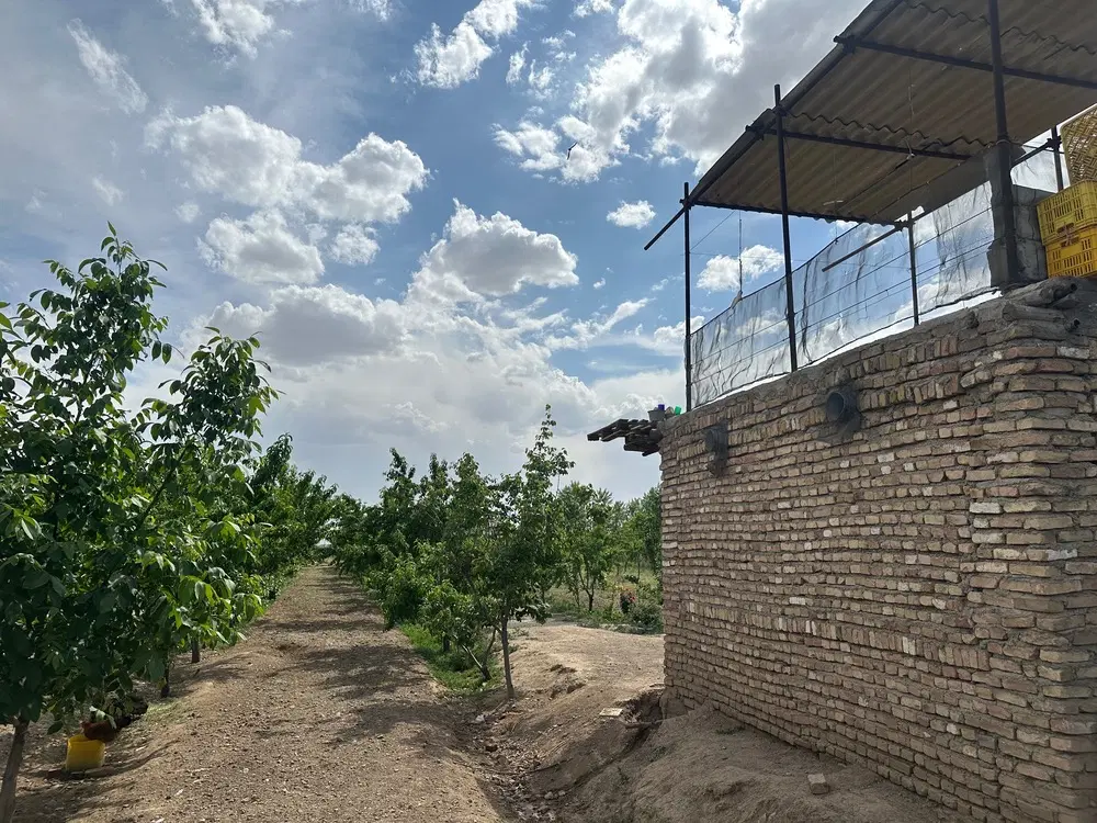 یک هکتار باغ میوه مثمر در قزوین