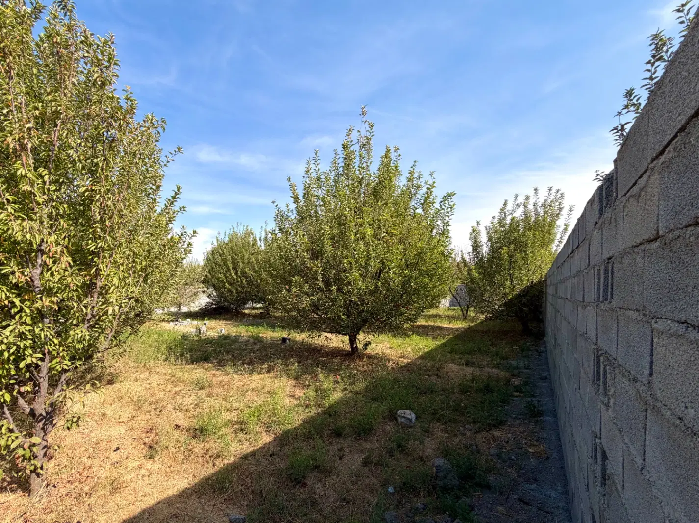 زمین باغ چوبتراش