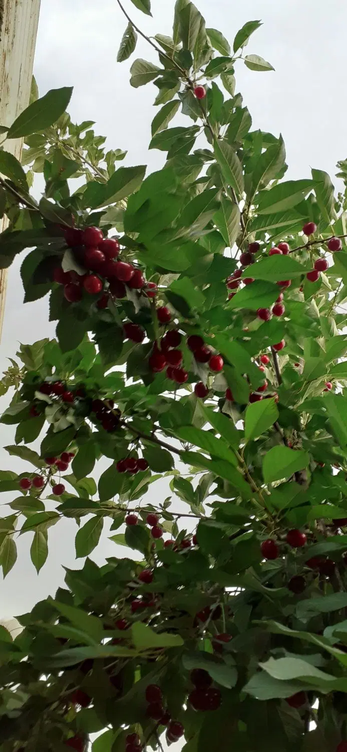 ۱۲۰ متر ویلایی دربست  عرب آباد خسروی