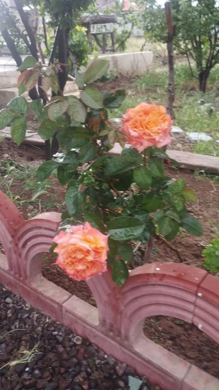 خونه باغ