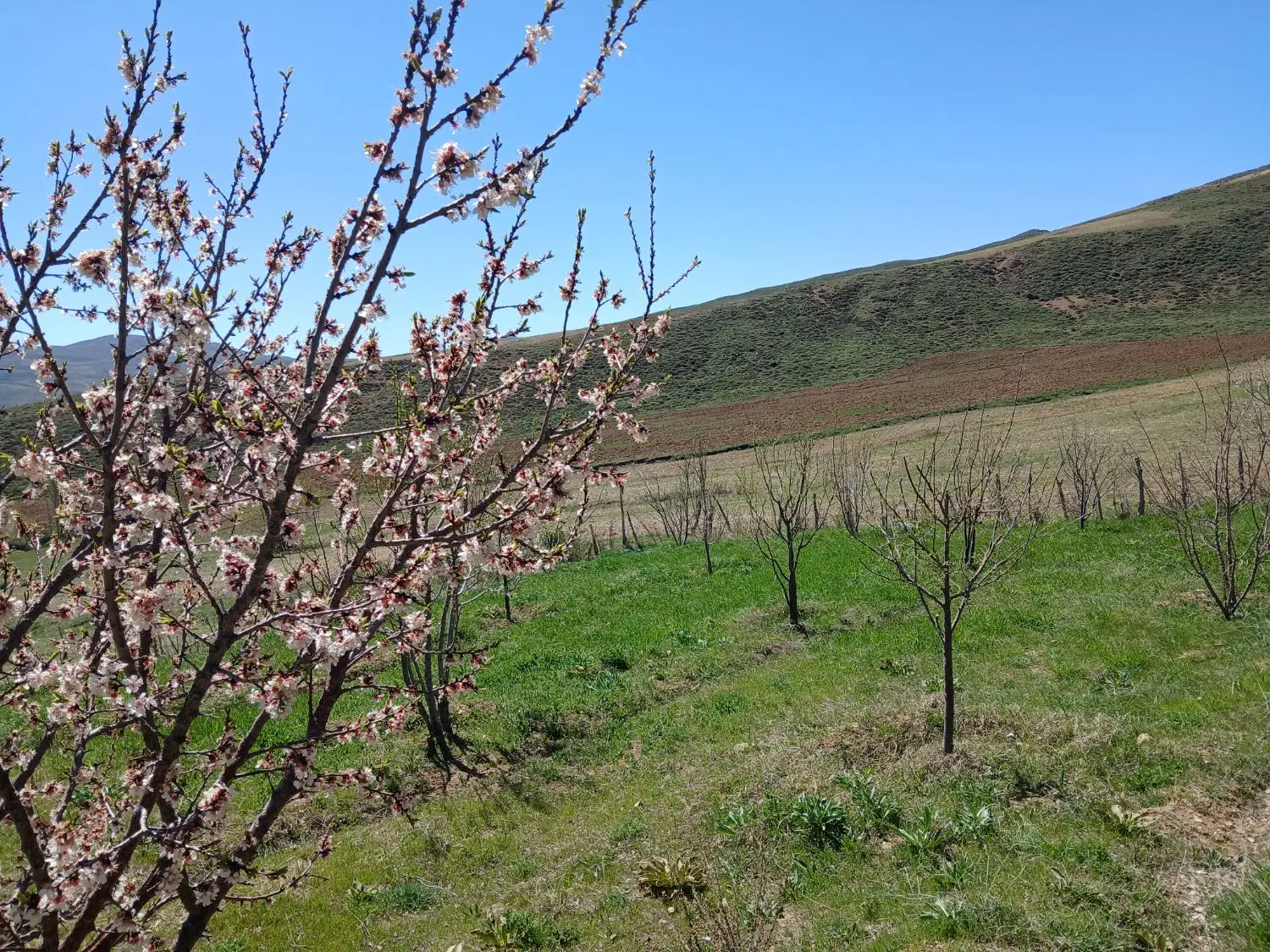 باغی در روستای مزجین جاده جدید
