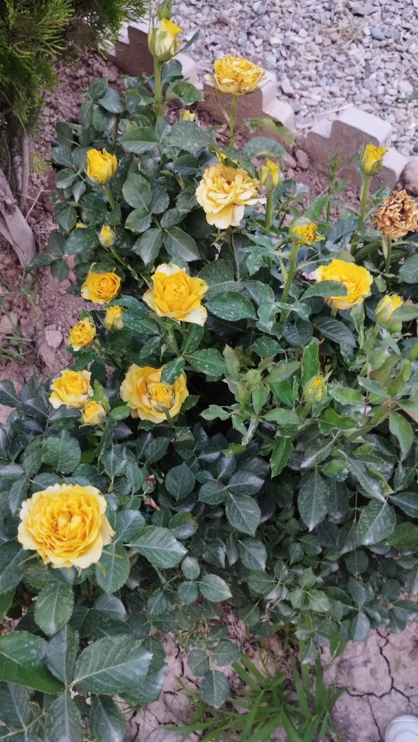 باغچه ۵۸۰ متری در ابراهیم بیگ