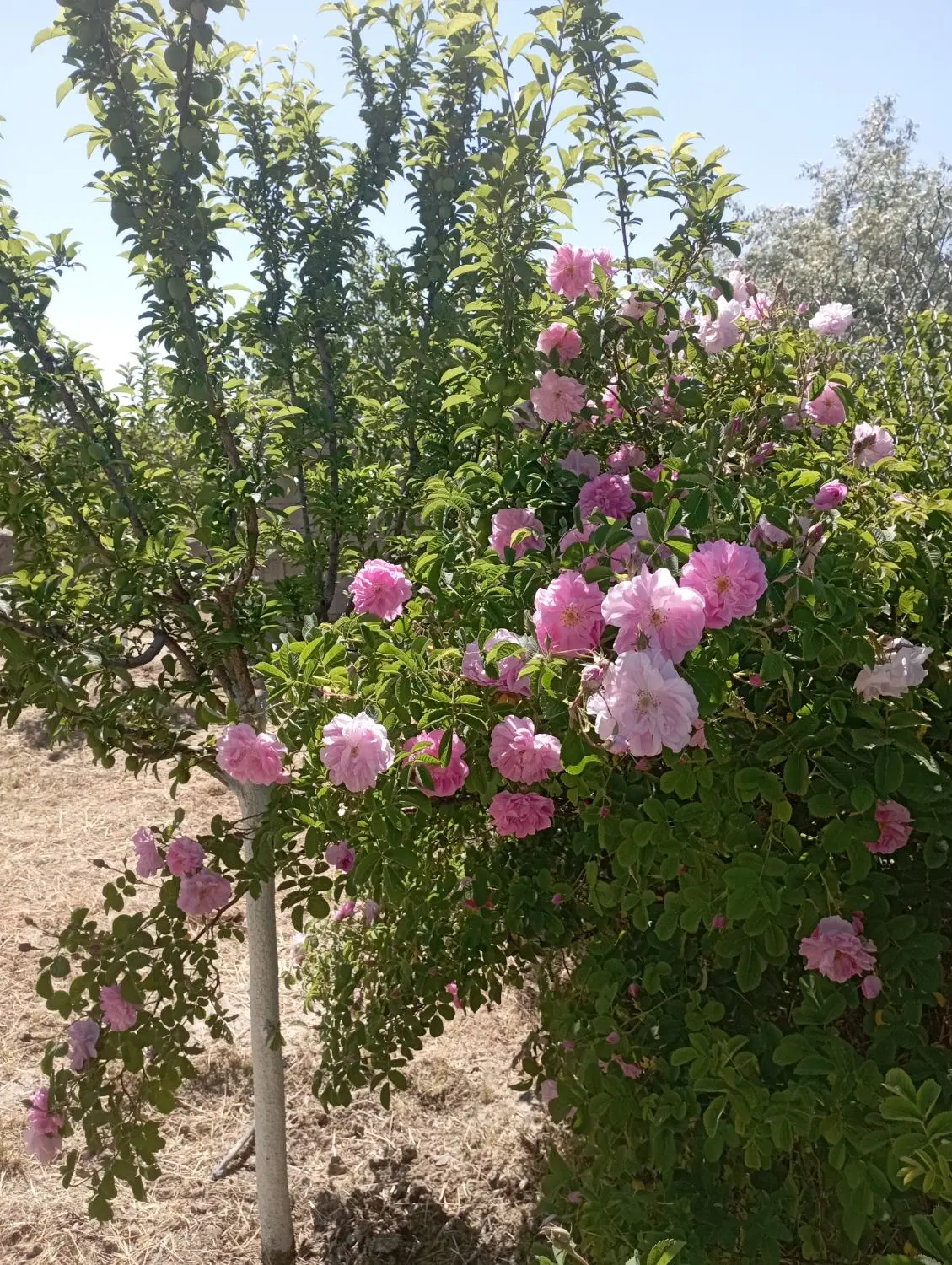 باغ وباغچه