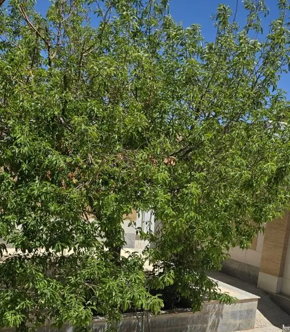 خانه ویلایی نقنه
